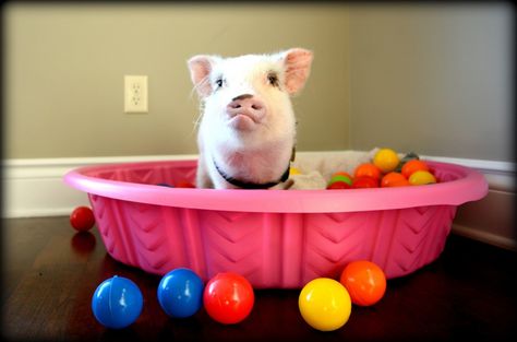 Keeping our mini pig entertained was a challenge. We found that only food-oriented toys worked long term. Here's a list of the toys that our mini pig loves. Mini Pig Care, Pet Pig Care, Mini Pig Pet, Juliana Pigs, Cute Farm Animals, Raising Pigs, Pig Toys, Miniature Pigs, Micro Pigs