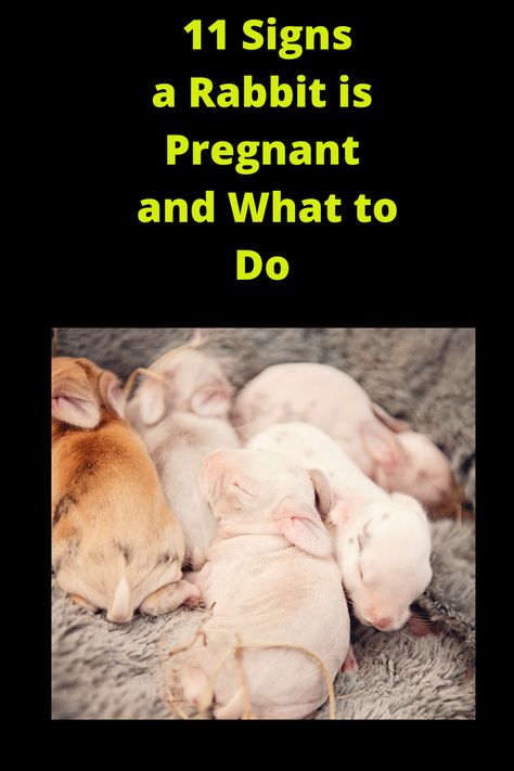 11 Signs Your Rabbit is Pregnant If you are interested in commercial rabbit farming or you are thinking about rabbit farming and you want to know about the selection of animals, feeding guidelines and their management. #Farming #Rabbit #Feeding Raising Bunnies For Meat, Rabbit Barn Ideas, Rabbit Knowledge, Raising Bunnies, Backyard Livestock, Cozy Homestead, Pregnant Rabbit, Meat Rabbits Breeds, Breeding Rabbits