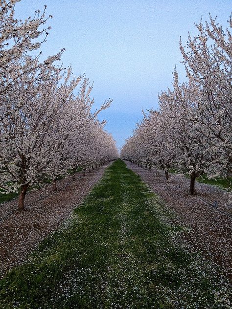 Nunes Farm, Central Valley almond orchard, California by California Delicious California Valley Aesthetic, Central Coast California Aesthetic, Almond Orchard, California Central Valley, Apple Valley California, Central Valley California, Mount Baldy California, Alta California, Central Valley