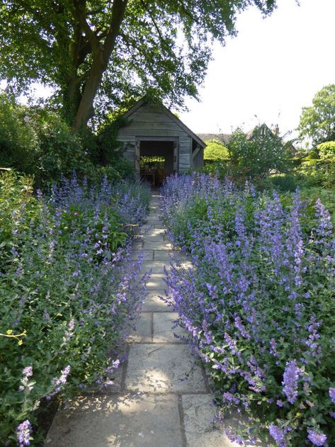 Gardening 101: Catmint - Gardenista Wollerton Old Hall, Central Park View, Edging Plants, Magic Garden, Gardening 101, Public Garden, Garden Tours, Garden Cottage, English Garden