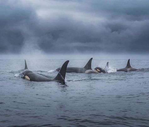 PNWProtectors on Instagram: “51 days without the Southern Resident Orcas in the Salish Sea. ⁣ We hope they are all safe in the big blue ocean, finding wild, healthy…” Chinook Salmon, Salish Sea, Underwater Images, The Big Blue, Photography Career, Giant Tree, Orca Whales, Big Animals, Ocean Vibes