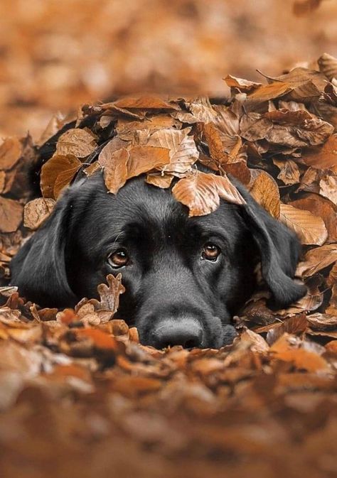 Fall Dog Photos, Dog Family Pictures, Black Labrador Dog, Dog Photoshoot, Fall Dog, Labrador Puppy, Best Pics, Dachshund Puppies, Black Labrador