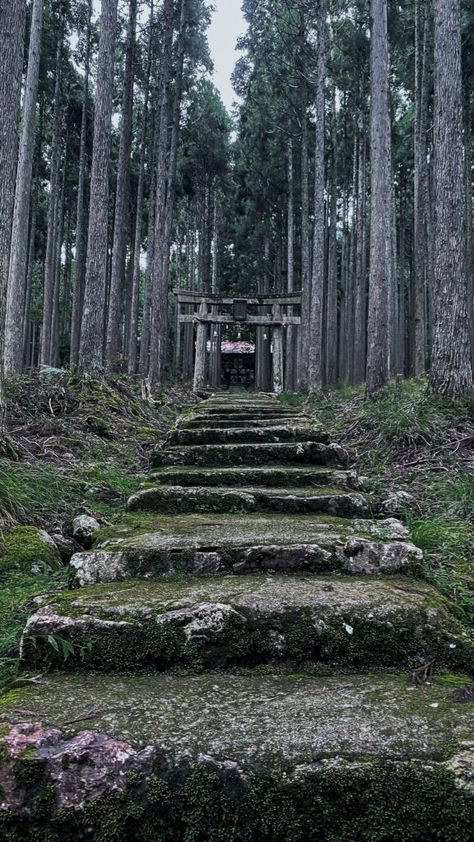 Mysterious Shrine Hidden in the Kyoto Forests - Kamo Jinja - Geishakai Kamo Shrine, Kyoto Temple, Sengoku Period, Cedar Forest, Small Forest, Ancient Japan, Mysterious Places, Forest Path, Elephant Decor