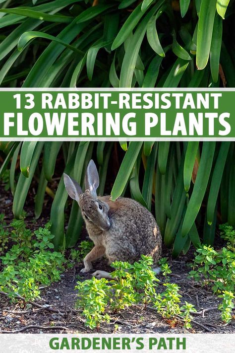 Juniper Landscaping, Gardening Knowledge, Rabbit Repellent, Rabbit Resistant Plants, Cute Bugs, Deer Resistant Garden, Leave Alone, Homesteading Ideas, Rabbit Garden