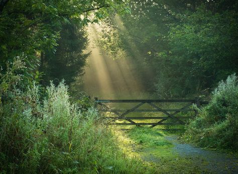 Shady Tree, Nature Aesthetic, Pretty Places, Country Life, Mother Earth, Beautiful World, Pretty Pictures, Secret Garden, Beautiful Landscapes