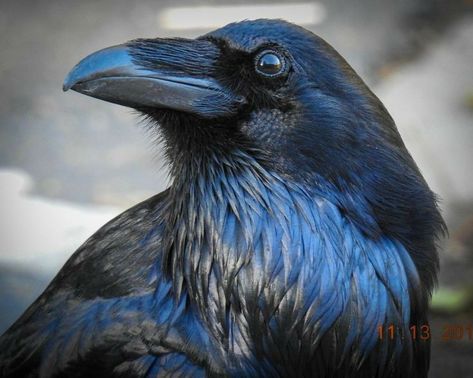 Enchantedduv "Raven" in 2022 | Birds photography nature, Crow photography, Bird photography Raven Photos, Regard Animal, Birds Photography Nature, Blue Raven, Raven Bird, Black Birds, Crow Art, Photography Professional, Raven Art