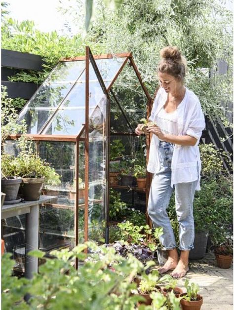 Small Green House Ideas, Mini Greenhouse Ideas, Greenhouse Setup, Small Green House, Green House Ideas, Working Garden, Greenhouse Shed, Greenhouse Ideas, Home Greenhouse