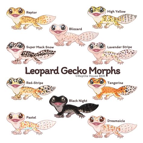 ArtStation - Leopard Gecko Morphs Cute Leopard Gecko Drawing, Spotted Leopard Gecko, Breeding Leopard Geckos, Leopard Gecko Plants, Leopard Gecko Tips, Leapord Gecko Cages, Gecko Types, Fancy Leopard Gecko, Leopard Gecko Terrarium Ideas