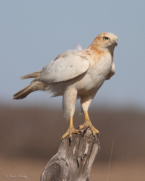 Leucistic Red-Tailed Hawk | Flickr - Photo Sharing! Hawk Photos, Fat Bird, Raptors Bird, Albino Animals, Red Tailed Hawk, Buzzard, Wild Creatures, Big Bird, Bird Pictures