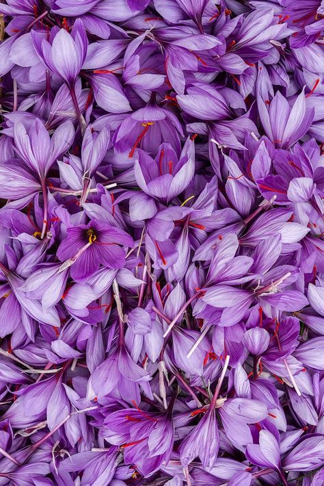 Saffron Health Benefits, Saffron Plant, Clean Reserve, Saffron Benefits, Saffron Recipes, Saffron Spice, Saffron Flower, Mood Enhancers, Purple Flowers