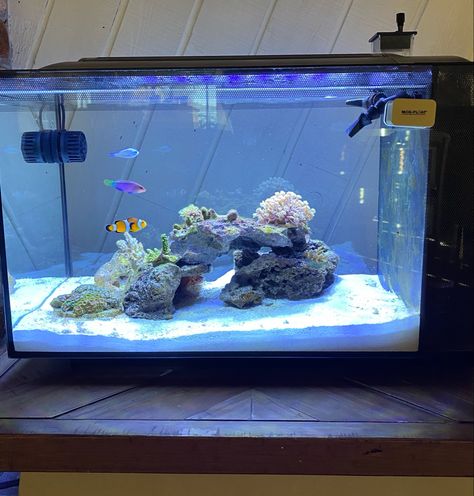 Fluval Evo 13.5, Pet Octopus, Nano Reef Tank, Marine Fish Tanks, Fish Tank Themes, Saltwater Aquarium Fish, Fish Tank Terrarium, Cool Fish Tanks, Saltwater Fish Tanks