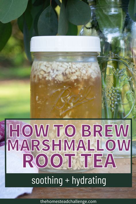 Make this Soothing Marshmallow Root Tea Recipe! ☕🌿 Dive into our latest blog post to discover the step-by-step guide to crafting this comforting herbal infusion. Learn about the incredible benefits of marshmallow root and use to soothe sore throats, boost hydration, and more with this delightful homemade tea. ☁️✨ #MarshmallowRootTea #HerbalInfusion #herbalteas Marshmallow Root Tea Recipe, Marshmallow Tea Benefits, Burdock Root Tea Recipes, Benefits Of Marshmallow Root, Marshmallow Root Tea Benefits, Mugwort Tea Recipe, Marshmallow Root Recipes, Marshmallow Root Benefits, Marshmallow Root Tea