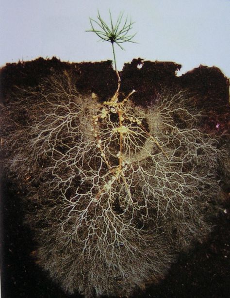 Healthy Soil Microbes, Healthy People -  The microbial community in the ground is as important as the one in our guts. Small Pine Trees, Root System, Plant Health, Soil Health, Soil Improvement, Tree Roots, Plant Roots, Growing Tree, Healthy People