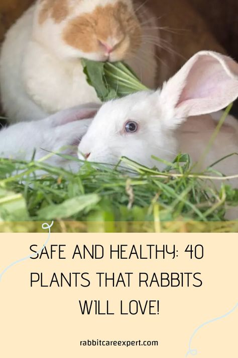 [object Object] Rabbit Friendly Plants, Herbs For Rabbits, Rabbit Deterrent, Bunny Owner, Rabbit Repellent, Rabbit Resistant Plants, Rabbit Pen, Common Garden Plants, Wild Bunny