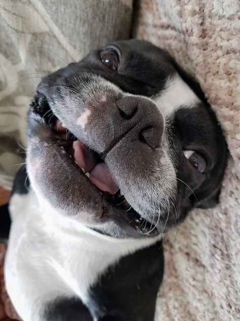 Dylan Piggy 🐾💙🐾 Baby Boston Terriers, Boston Terrier Funny, Baby Pugs, Boston Terrier Love, Boston Terrier Puppy, Boston Terrier Dog, Dog Rules, Cute Dogs And Puppies, Bulldog Puppies