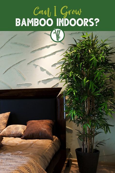 Did you know that bamboo is a great plant for growing indoors? That's right - you can enjoy the natural beauty and air-purifying benefits of bamboo right in your own home! Read our blog to learn more about the growing conditions of indoor bamboos, which bamboo species you can grow indoors and other helpful hints. How To Grow Bamboo In Pots, Bamboo Plant Indoor Decor, Growing Bamboo Indoors, Bamboo Indoor Plant, Chinese Bamboo Plant, Lucky Bamboo Decor, How To Grow Bamboo, Chinese Bamboo Tree, Container Bamboo