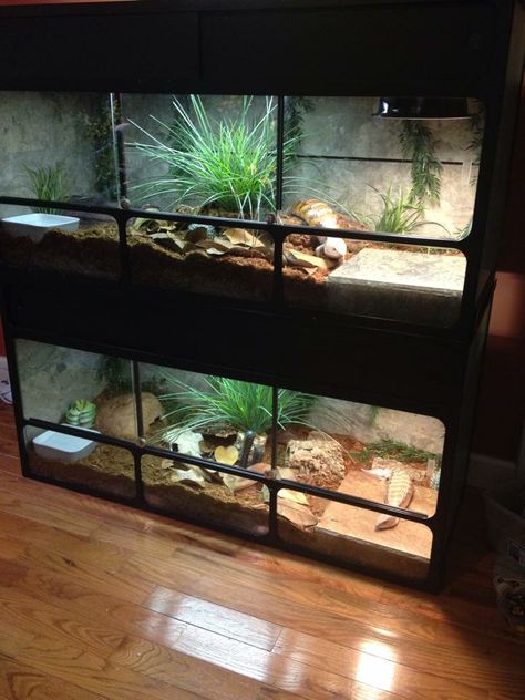 Blue tongue skink enclosures by Cody Bryan. Reptile Terrarium Ideas, Skink Enclosure, Dragon Enclosure, Dragon Clothes, Terrariums Diy, Snake Cages, Snake Terrarium, Blue Tongue Skink, Reptile House