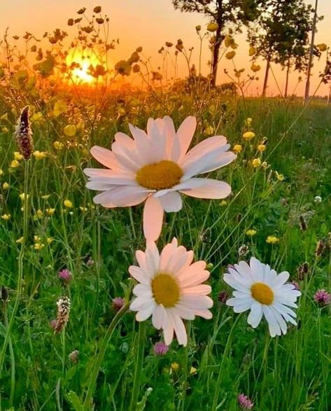 Dp Flowers, Flowers Dp, Valley Of Flowers, Daisy Wallpaper, Cool Backgrounds Wallpapers, Nothing But Flowers, Pretty Landscapes, Amazing Sunsets, Beautiful Rose Flowers