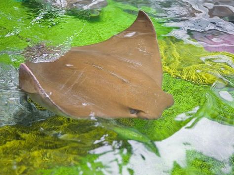 Cow Nose Stingray, Cow Nose Ray, Cownose Stingray, Cownose Ray, Digital Aquarium, Electric Ray, Cool Sea Creatures, Cow Nose, Sting Rays