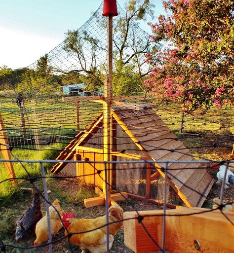 Netting our chicken yard today- more protection for free range chickens Chicken Run Netting, Poultry Netting Ideas, Chicken Netting, Chicken Shelter, Best Laying Chickens, Duck Pens, Leghorn Chickens, Chicken Yard, Portable Fence