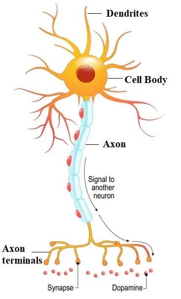 The primary function of the nervous system is the transmission of signals and communication. This is achieved through transmission through synapses. Chemical Synapse, Neuron Structure, Gap Junction, Extracellular Fluid, The Nervous System, Nervous System, Anatomy, Communication, Education