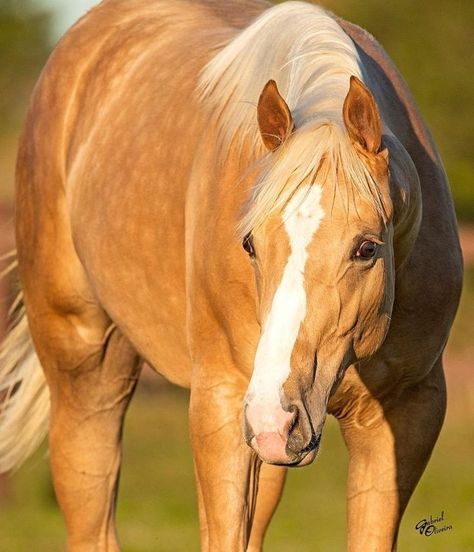 Palomino Quarter Horse, Horses Aesthetic, Novel Aesthetic, Homesteading Animals, Reining Horses, Horse Aesthetic, Wild Horse, Dream Lifestyle, Quarter Horse