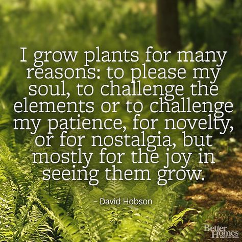 "I grow plants for many reasons: to please my soul, to challenge the elements or to challenge my patience, for novelty, or for nostalgia, but mostly for the joy in seeing them grow." -David Hobson  More garden quotes: http://www.bhg.com/gardening/garden-quotes/?socsrc=bhgpin042114gardenquotehobson Interesting Quotes About Life, Plants Quotes, Grow Plants, Garden Quotes, Landscape Designs, Have Inspiration, Round Rock, Interesting Quotes, Garden Signs