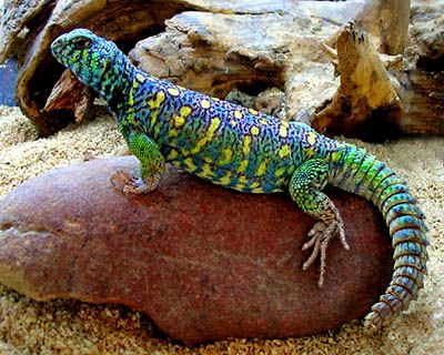 Ornate Uromastyx Uromastyx Lizard, Deer Fern, Lizard Dragon, Chameleon Lizard, Pet Lizards, Cute Lizard, Reptile Room, Animal Husbandry, Cute Reptiles