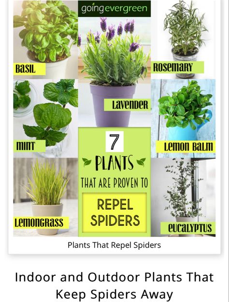 Plants That Repel Spiders, Insect Repellent Plants, Plants That Repel Bugs, Mosquito Plants, Peppermint Plants, Plant Care Houseplant, Mosquito Repelling Plants, Mint Plants, Inside Plants