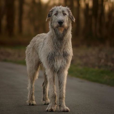 Irish Wolfhound Aesthetic, Wolfhound Irish, Irish Wolfhound Puppy, Wolfhound Puppies, Wolf Hound, Irish Wolfhound Puppies, Irish Wolfhound Dogs, Wolfhound Dog, Scruffy Dogs