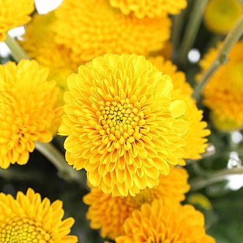 Rustic Arrangements, Mustard Flowers, Coral Peonies, Yellow Wedding Flowers, And So It Begins, Wildflower Bouquet, Flower Care, Flower Spray, Flower Packaging