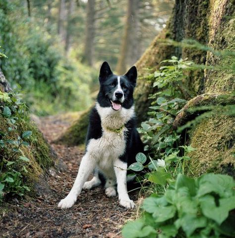 Bear Dogs, Karelian Bear Dog, Canaan Dog, Aggressive Animals, Akc Breeds, Training Dogs, Hiking Dogs, Dream Dog, Bear Dog