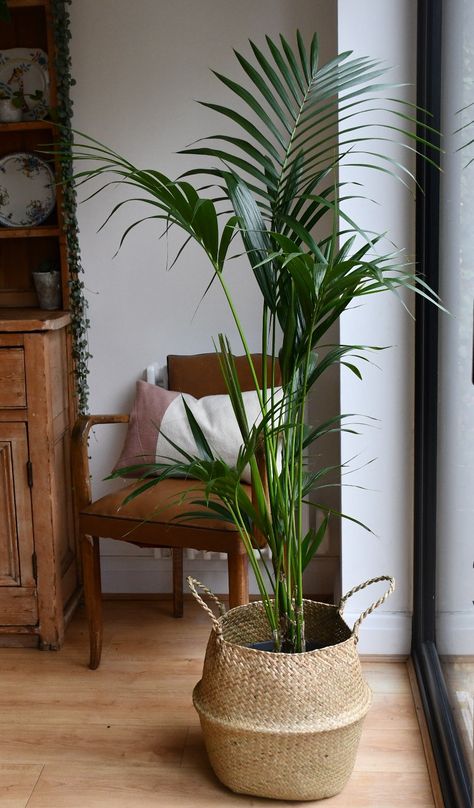 Big Indoor Plants, Organic Plant Food, Tall Indoor Plants, Kentia Palm, Indoor Palms, Easy Care Houseplants, House Plant Pots, Indoor Trees, Palm Plant