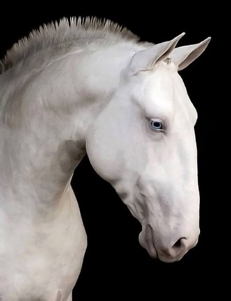 Gorgeous Cai Arabi, Lusitano Horse, Akhal Teke, Andalusian Horse, Majestic Horse, All The Pretty Horses, Horse Crazy, Draft Horses, White Horses