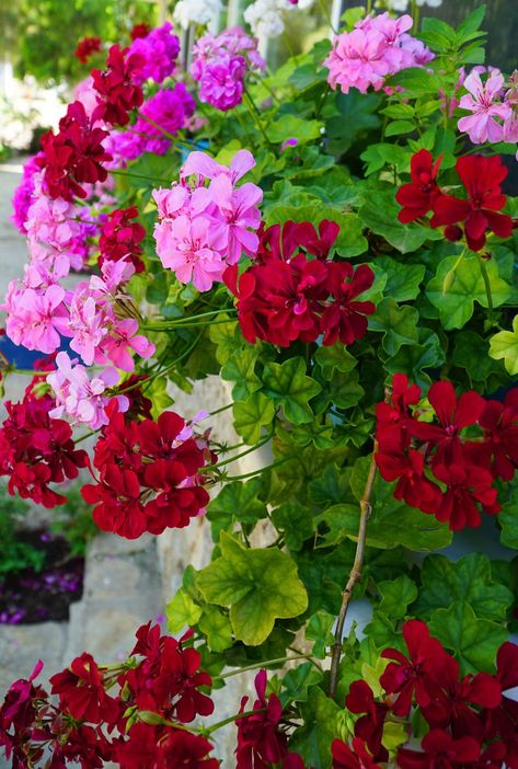 Geranium Color, Geranium Care, Geraniums Garden, Ivy Geraniums, Geranium Plant, Scented Geranium, Geranium Flower, Container Gardening Flowers, Perennial Shrubs