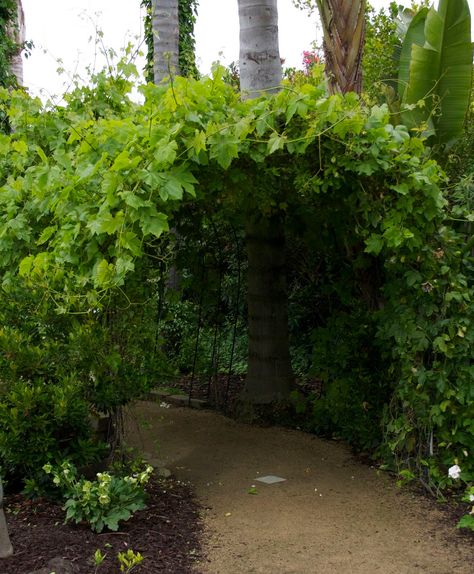 Could build a pea or bean tunnel connected to the fence going over the tricycle path. The kids could pick beans for their lunches! Arbor Tunnel Walkways, Grape Vine Arches, Vine Tunnel, Garden Tunnel, Green Tunnel, Covered Walkways, Tunnel Design, Grape Arbor, Secret Passage