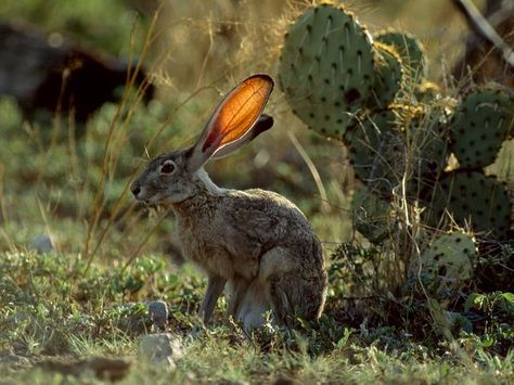 Its genus is Lepus...cause its got mad hops around the desert & cacti! National Geographic Animals, Cactus Pictures, Desert Animals, Jack Rabbit, Black Jack, Sonoran Desert, Animal Kingdom, Rabbits, Mammals