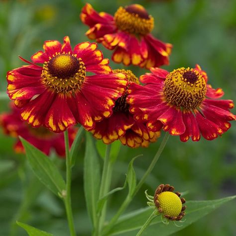 Hardy's Plants on Instagram: “HELENIUM 'Vicky' .... possibly the first picotee flower in a Helenium. In midsummer on erect stems, red flowers with yellow edges.…” Helenium Flower, Flower References, Hardy Plants, Wedding Fonts, Drawings Simple, Bedding Plants, Art Drawings Simple, Botany, Fall Season