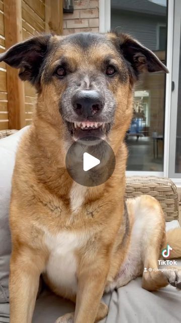 Pet Tricks, Beautiful Dogs Photos, Practice Makes Perfect, Dog Videos, October 4, Cute Funny Dogs, Funny Dog Videos, Funny Vid, German Shepherds