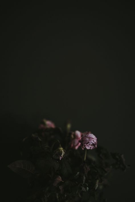 dried rose flowers, withered pink rose flowers #flower dark background negative space #dark #dead #8K #wallpaper #hdwallpaper #desktop Flowers Dark Background, Pink Flowering Trees, Dark Background Wallpaper, Purple Flowers Wallpaper, Pink Rose Flower, Close Up Photography, Progress Pictures, Rose Wallpaper, Rose Flowers