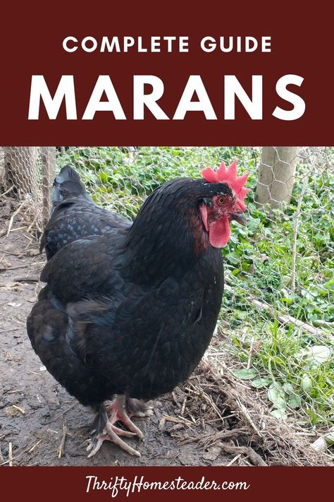 Maran Chickens, Backyard Chicken Farming, Keeping Chickens, Chicken Diy, Chicken Breeds, Down On The Farm, Chicken Farm, Raising Chickens, A Chicken