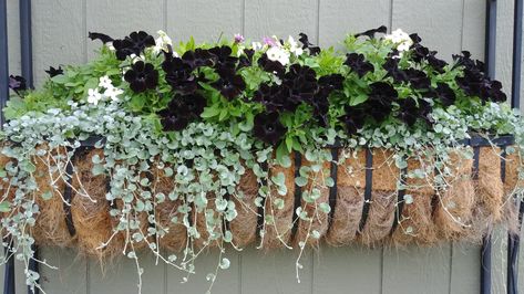 Black petunias and silver falls, dicondra( sp?) Black Petunias In Pots, Black Petunias Combinations, Petunia Planters, Planter Recipes, Petunia Planter, Planter Combinations, Flower Combos, Window Baskets, Planting A Rainbow