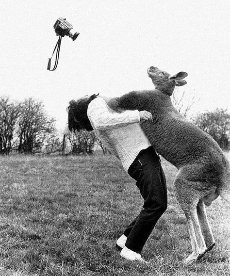 Vintage kangaroo photography Animal Attack, Perfectly Timed Photos, Naha, West Palm Beach, An Animal, Bones Funny, Make Me Smile, I Laughed, Kangaroo