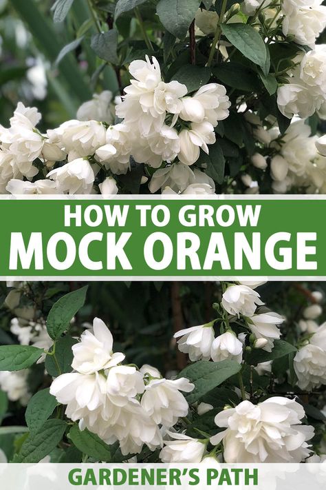 Sweet Mock Orange, Mock Orange Bush Landscape, Sweet Mock Orange Shrub, Mockorange Shrub, Mock Orange Bush, Mock Orange Shrub, Ikaria Greece, White Flowering Shrubs, Wedding Landscape