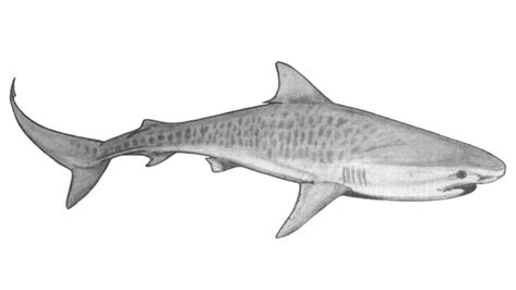 Tiger shark, Galeocerdo cuvier Tiger Shark Illustration, Tiger Shark Tattoo Design, Tiger Shark Drawing, Tiger Shark Tattoo, Marine Drawing, Sharks Tattoo, Sealife Drawing, Shark Project, Voll Arm-tattoos