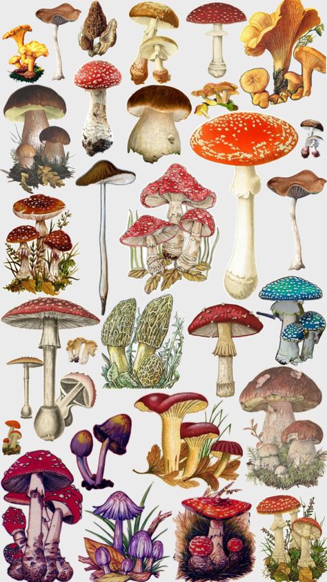 Mushroom Stickers Printable, Mushroom Colors, Vintage Mushroom Art, Fungi Illustration, Scientific Art, Mushroom People, Mushroom Stickers, Mushroom Clipart, Plant Monster