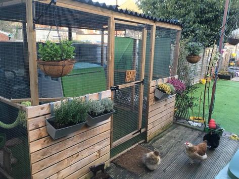 Dog Pen Into Chicken Coop, Secure Chicken Coop, Chicken Coop Flower Bed, Chicken Run Landscaping Ideas, Chicken Coop Flowers, Silkie Coop, Duck House Diy, Run Plan, Bunny Pen