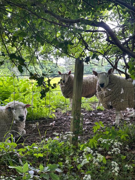 #scotland #arran #isleofarran #aesthetic #nature Isle Of Arran, Romanticizing Life, Aesthetic Nature, Border Collie, Travel Bucket List, Sheep, Scotland, Bucket List, Travel