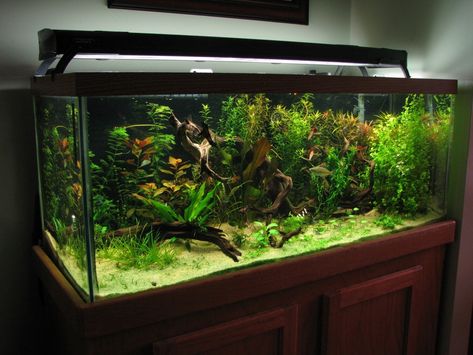 fertilizers - Page 2 - Aquarium Advice - Aquarium Forum Community 75 Gallon Aquarium Ideas, 55 Gallon Fish Tank Ideas, Planted Fish Tank, Community Fish Tank, 75 Gallon Aquarium, 55 Gallon Aquarium, 55 Gallon Tank, Natural Aquarium, Tropical Terrariums