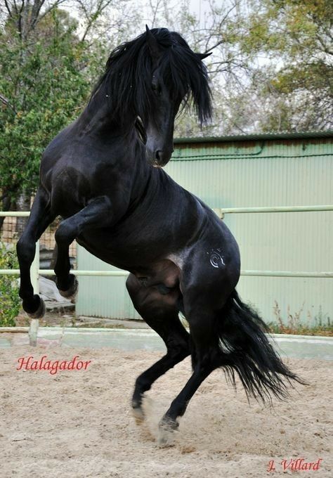 Black Andalusian, Azteca Horse, Spanish Horse, Andalusian Horse, Black Horses, Friesian Horse, Most Beautiful Animals, Majestic Horse, All The Pretty Horses